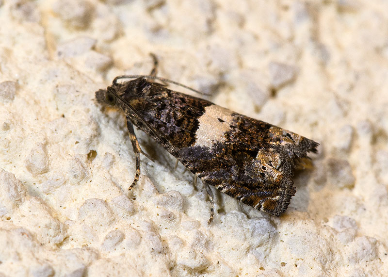 Tortricidae: Epiblema sp